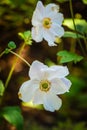 White anemone flower or windflower