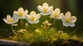 White anemone flowers against dark forest background in gentle sunlight