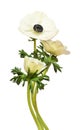 White anemone flowers in a bouquet