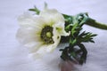 White anemone flowers on rustic wooden background, macro. Soft image.