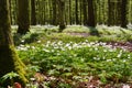 White anemone flowers in spring forest. Glade of anemone nemorosa flowers Royalty Free Stock Photo