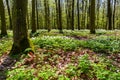 White anemone flowers in spring forest. Glade of anemone nemorosa flowers Royalty Free Stock Photo