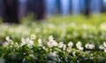 White anemone flowers in spring forest lawn in morning sunny light. Beautiful landscape of wild nature