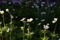 White anemone flowers on the light spring sun