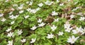 White Anemone nemorosa