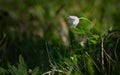 White Anemone Windflower, Anemone canadensis