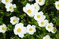 White anemones closeup