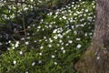 White anemones.