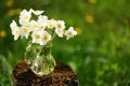 White anemones in glass jar on old stump in meadow copyspace Royalty Free Stock Photo