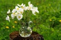 White anemones in glass jar on old stump in meadow copyspace Royalty Free Stock Photo