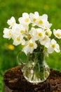 White anemones in glass jar on old stump in meadow Royalty Free Stock Photo