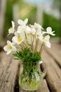 White anemones in glass jar on old wooden bench Royalty Free Stock Photo