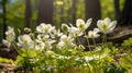 White Anemones and Primroses in Spring Forest. Graceful Forest Blooms. AI generative