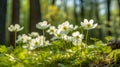 White Anemones and Primroses in Spring Forest. Spring forest landscape with flowering primroses. AI generative