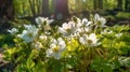 White Anemones and Primroses in Spring Forest. Radiant Blossoms. AI generative