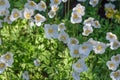 White anemones growing in botanical park on sunny day in springtime, anemones narcissiflora in on edge of forest Royalty Free Stock Photo