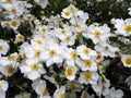 White Anemone cluster of flowers in Lorenzo Mansion Cazenovia Royalty Free Stock Photo