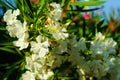 White Angel Flower Royalty Free Stock Photo