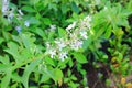 White angel flower Royalty Free Stock Photo