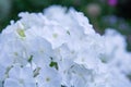 White angel phlox flowers. Blooming garden phlox, perennial or summer phlox Royalty Free Stock Photo