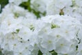 White angel phlox flowers. Blooming garden phlox, perennial or summer phlox Royalty Free Stock Photo