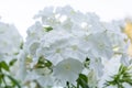 White angel phlox flowers. Blooming garden phlox, perennial or summer phlox Royalty Free Stock Photo