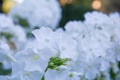 White angel phlox flowers. Blooming garden phlox, perennial or summer phlox Royalty Free Stock Photo