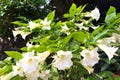 White Angel trumpet Royalty Free Stock Photo