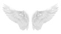 White angel wing isolated Royalty Free Stock Photo