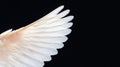 White angel wing isolated on black Royalty Free Stock Photo