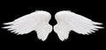 White angel wing Royalty Free Stock Photo