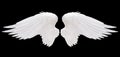 White angel wing