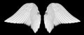 White angel wings Royalty Free Stock Photo