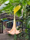 White angels trumpet close up Royalty Free Stock Photo