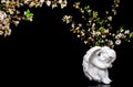 White angels statue with white flowers on black background Royalty Free Stock Photo