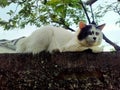 White Anggora cat Royalty Free Stock Photo