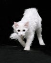 White Angora cat Royalty Free Stock Photo