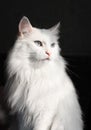 White angora cat Royalty Free Stock Photo