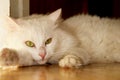 White (Angora) cat Royalty Free Stock Photo