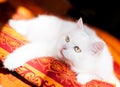 White Angora cat
