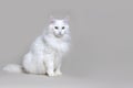 White Angora cat as a symbol of purity and elegance on gray background Royalty Free Stock Photo