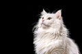 White angora cat on black background, close-up portrait with copy space for text Royalty Free Stock Photo