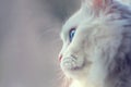 White angora cat with blue eyes close up photo Royalty Free Stock Photo