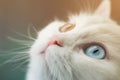 White angora cat with blue and yellow different eyes looking up curiously Royalty Free Stock Photo