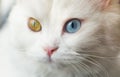 White angora cat with blue and yellow different eyes Royalty Free Stock Photo