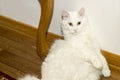 White Angora cat close-up lies on the floor with his back resting on the white wall. Expressive emotion of surprise