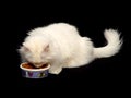 White Angora Cat Eating Food Royalty Free Stock Photo