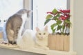 A white Angora cat with an expressive look lies on a window with a red flower on the background of another gray cat