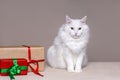 White Angora Cat with Gift Boxes on Beige Background with Copy Space Royalty Free Stock Photo