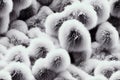 White animal fur panoramic abstract background fluffy seamless pattern. Fleece woolly textile with wrinkled curly and